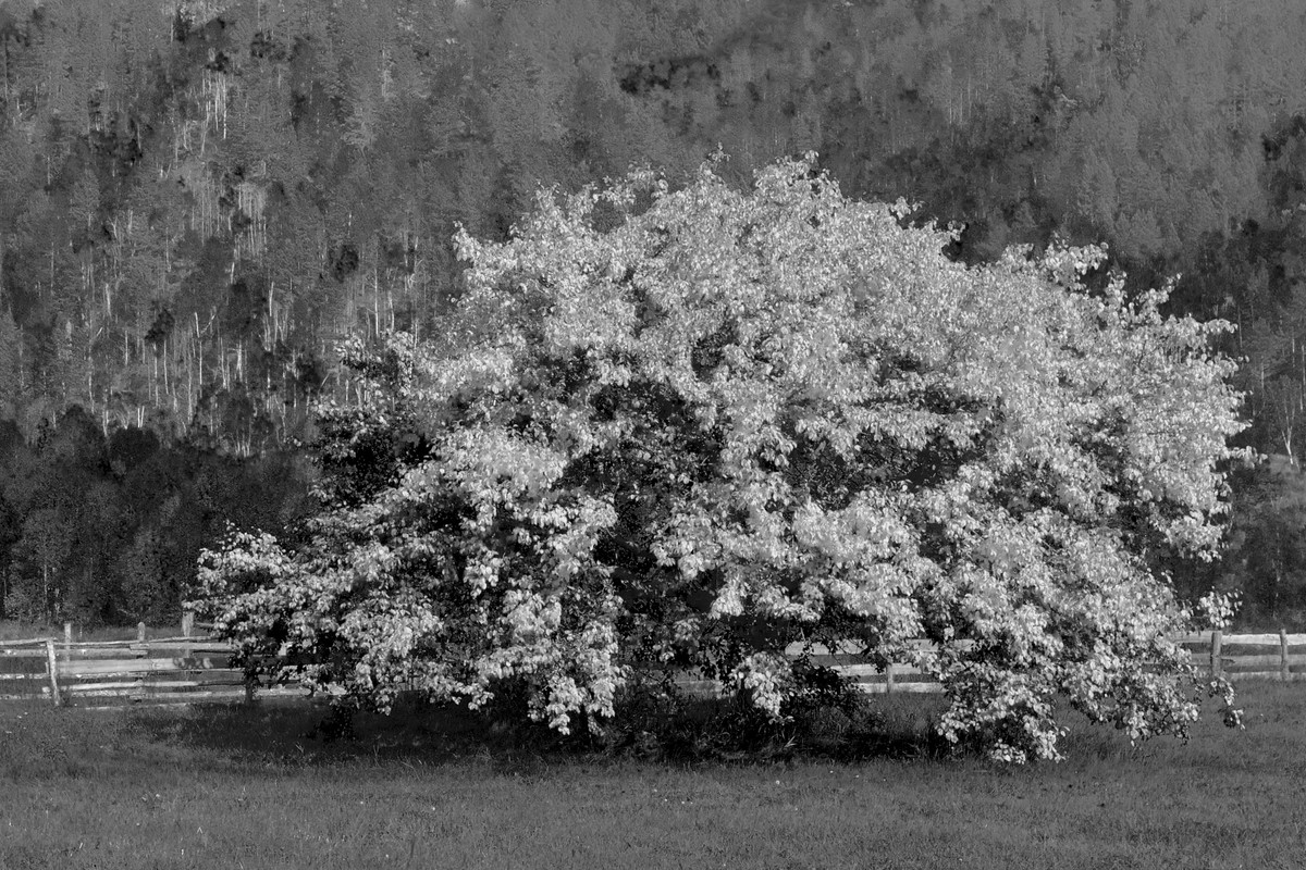 Черемуховый куст осенью