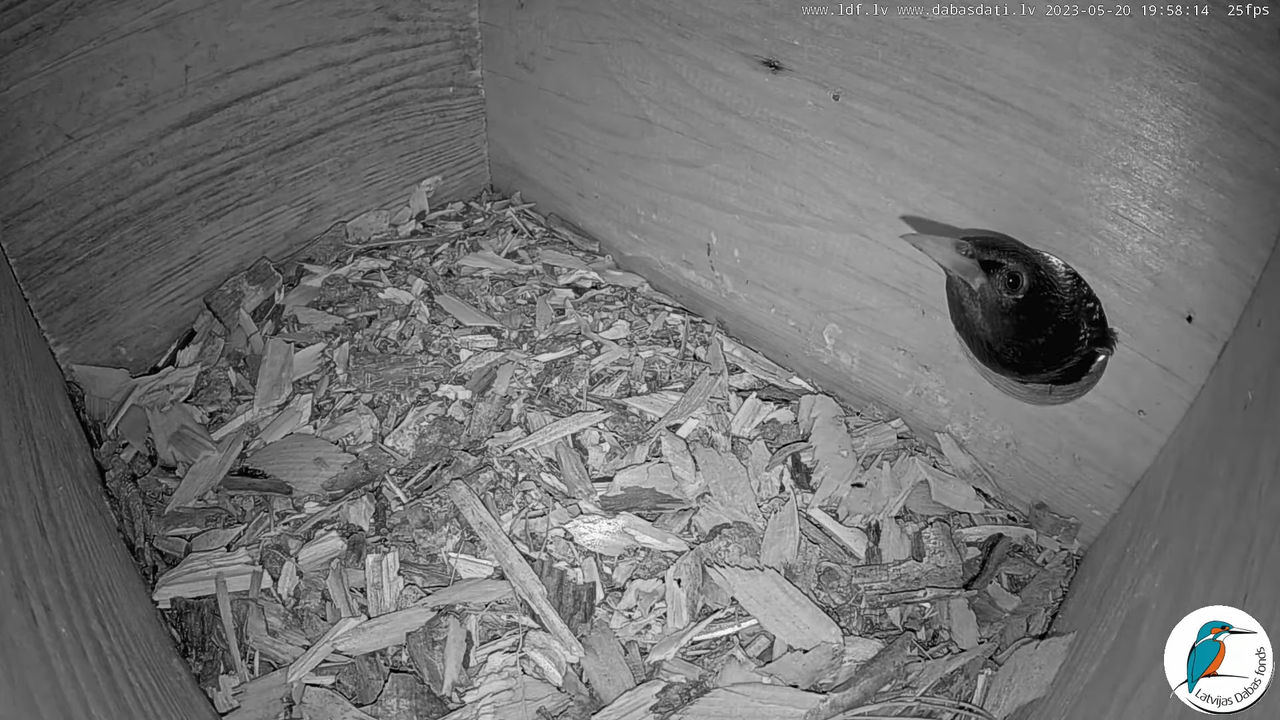 Svīre (Apus apus) Cēsu pils - LDF tiešraide _ Skreja 9-48-23 screenshot