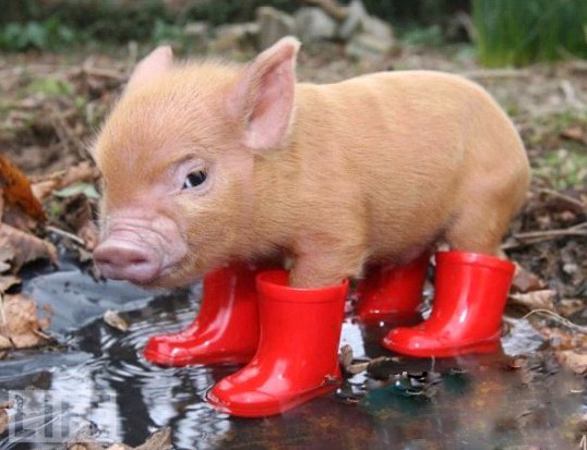 mini pigs