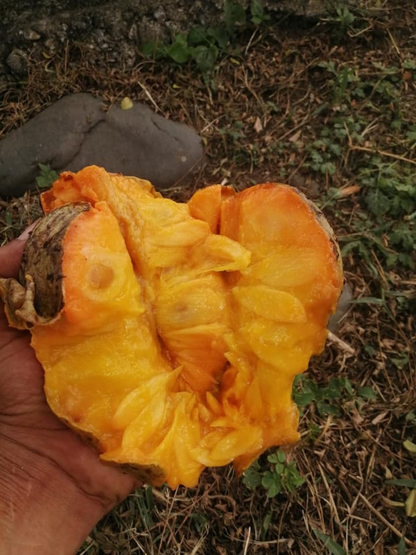 annona_montana_OF1