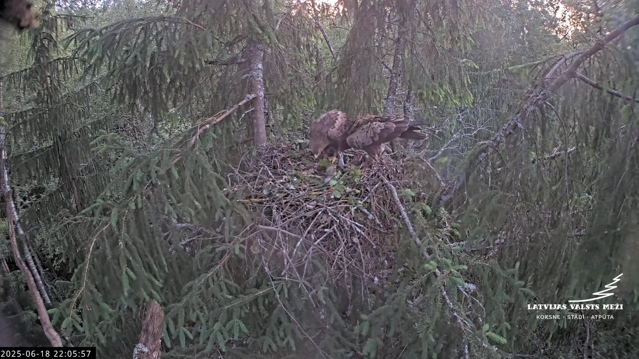 LVM mazais ērglis Lisiņa, egle2 – Lesser Spotted Eagle 12-16-2 screenshot