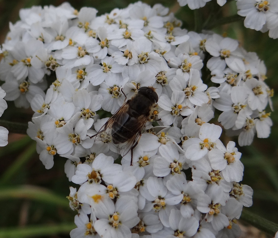 HOVERFLY 2