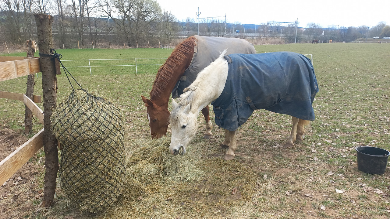 Koně na farmě