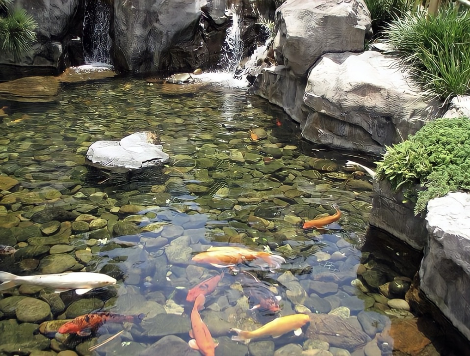 [Image: koi-pond.png]