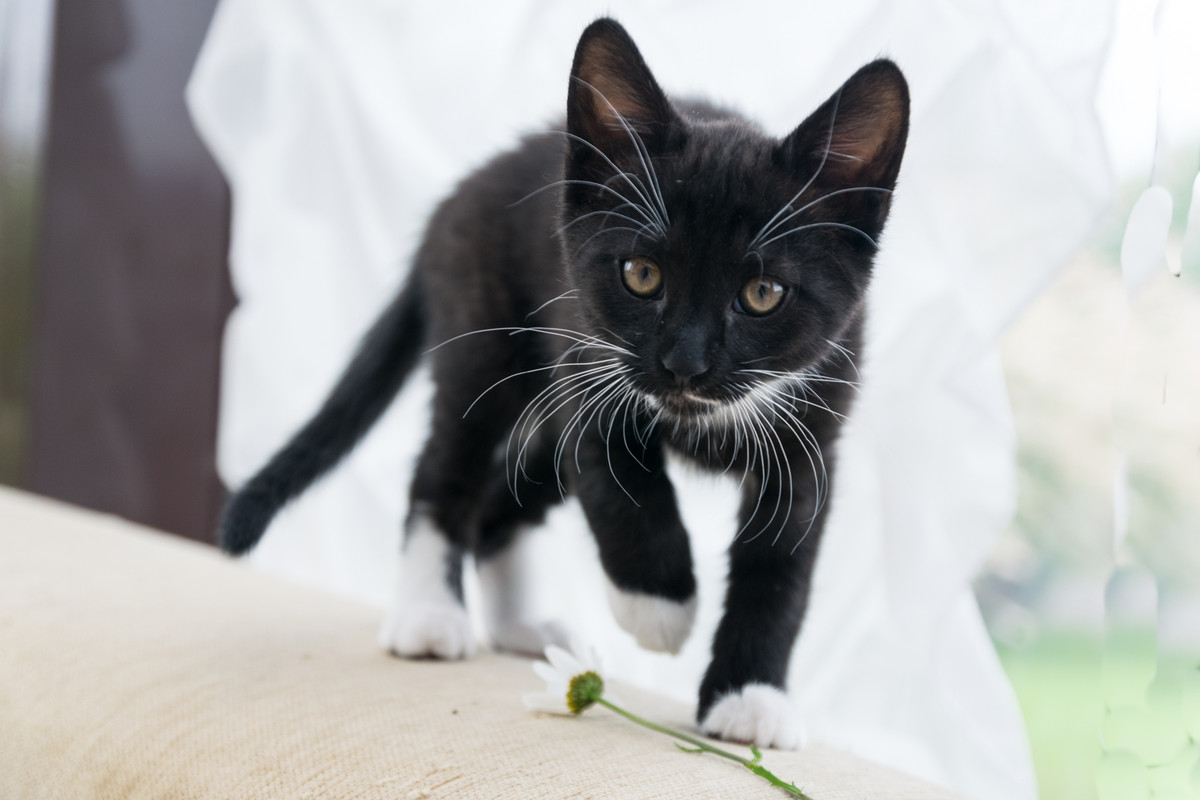 ?омка и Марго-6