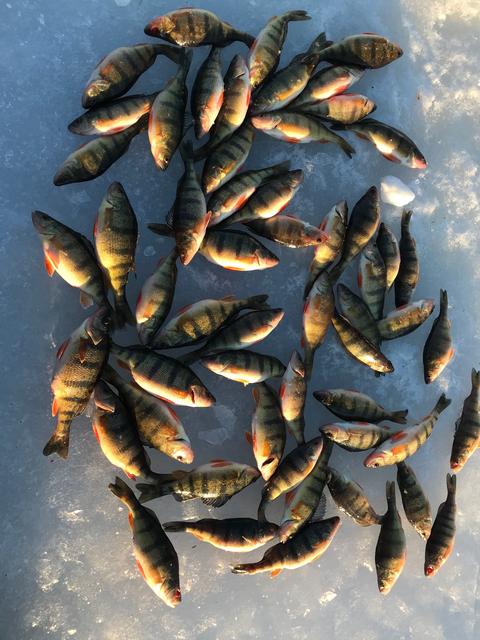 Silver Lake Perch 3-24-18