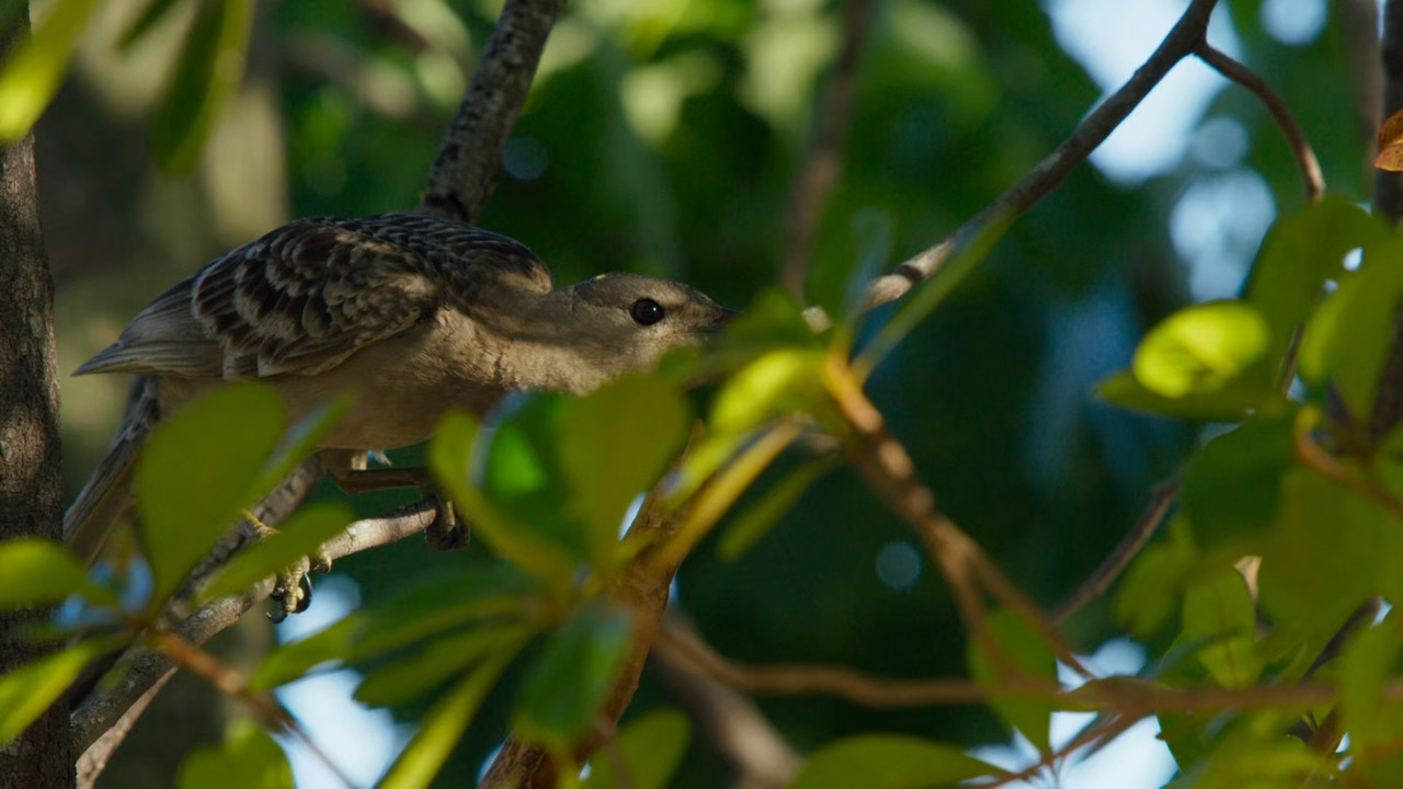 Planet Earth II S01E06 Cities (1080p x265 10bit Tigole).mkv_snap