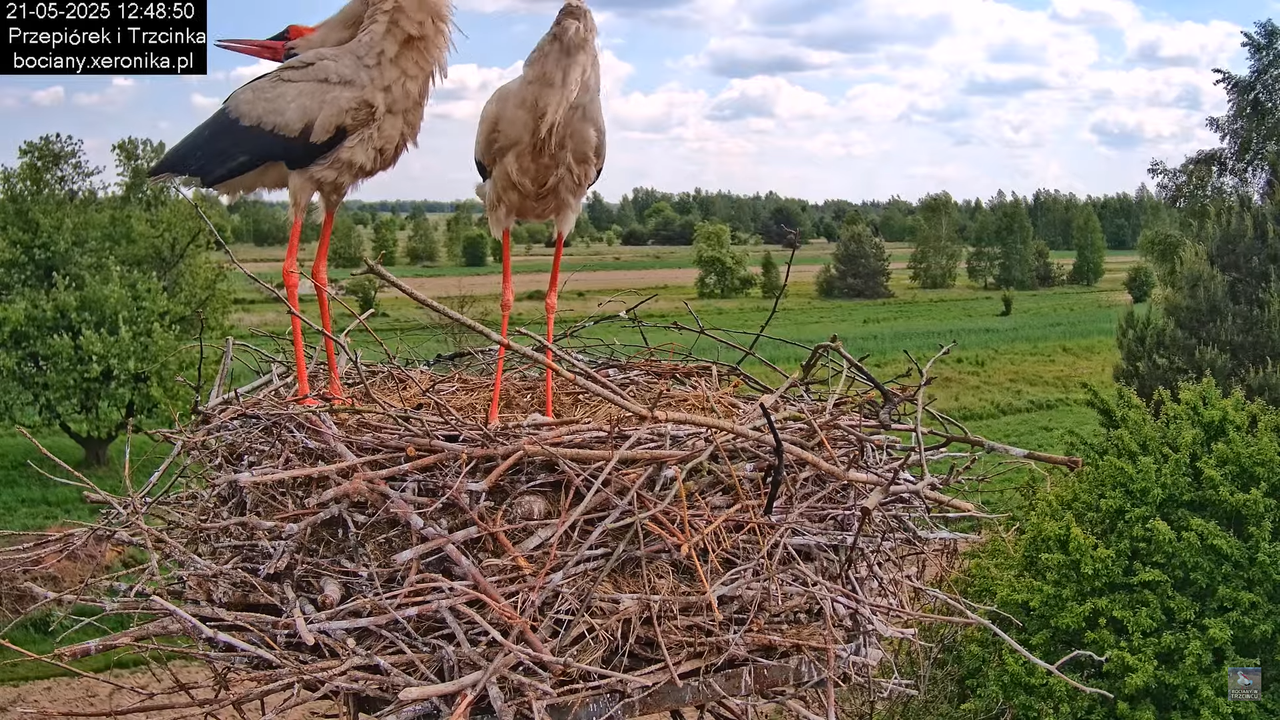 21052025bociany18