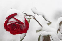 [Image: Rose-Winter.jpg]