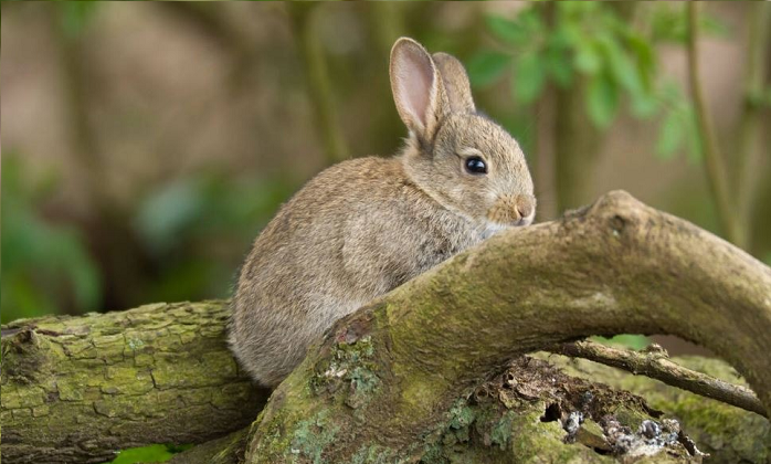 Can Rabbits Climb Trees