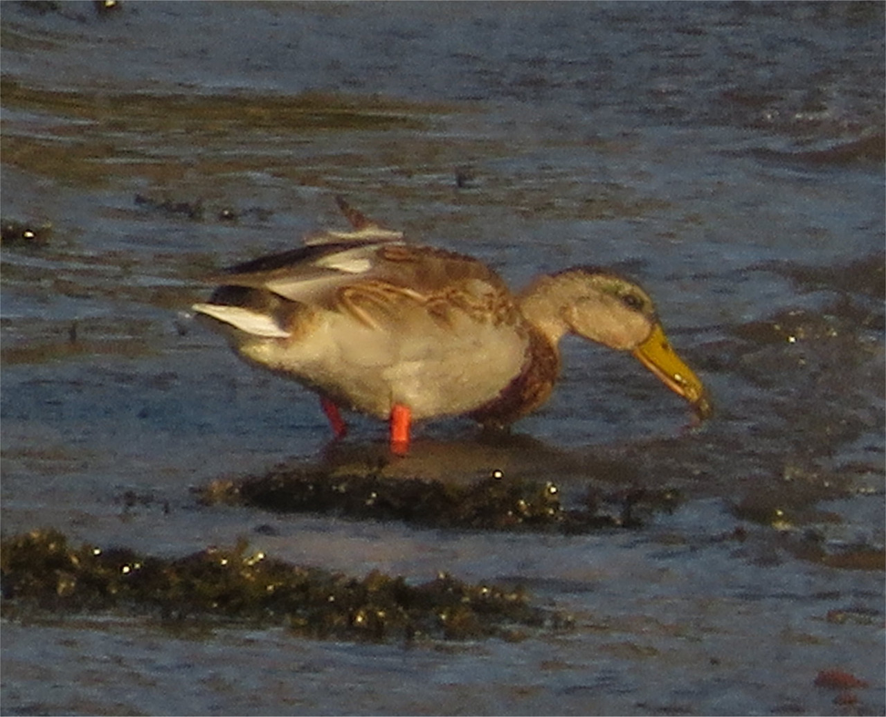 Shoveler