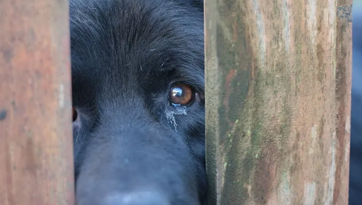 Vinculan a proceso a mujer que arrojó café hirviendo a perrito en Morelos