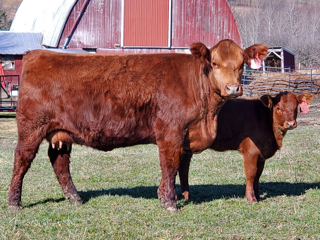 S&S - 2020 Firefly - calf close