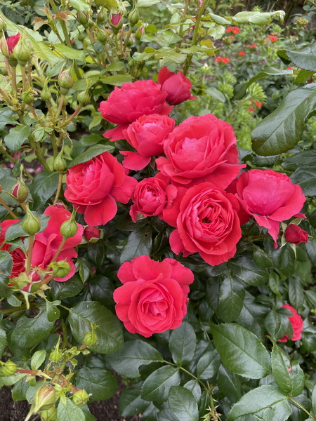 https://i.postimg.cc/76rjJzpy/IMG-6996.jpg