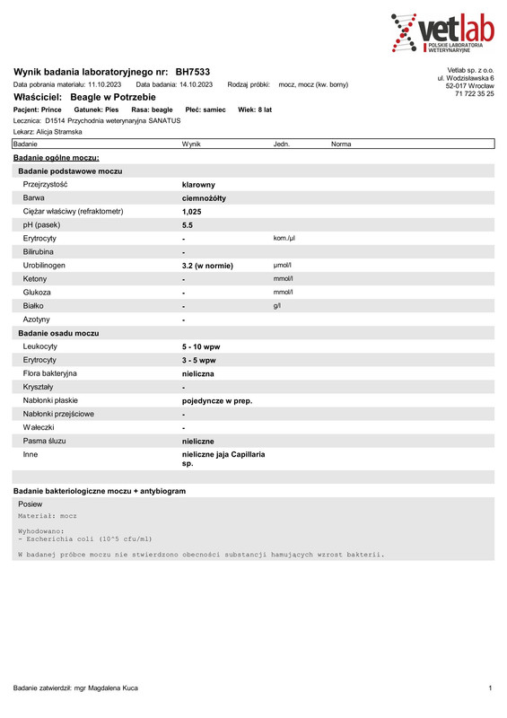Beagle w Potrzebie (BH7533)-1