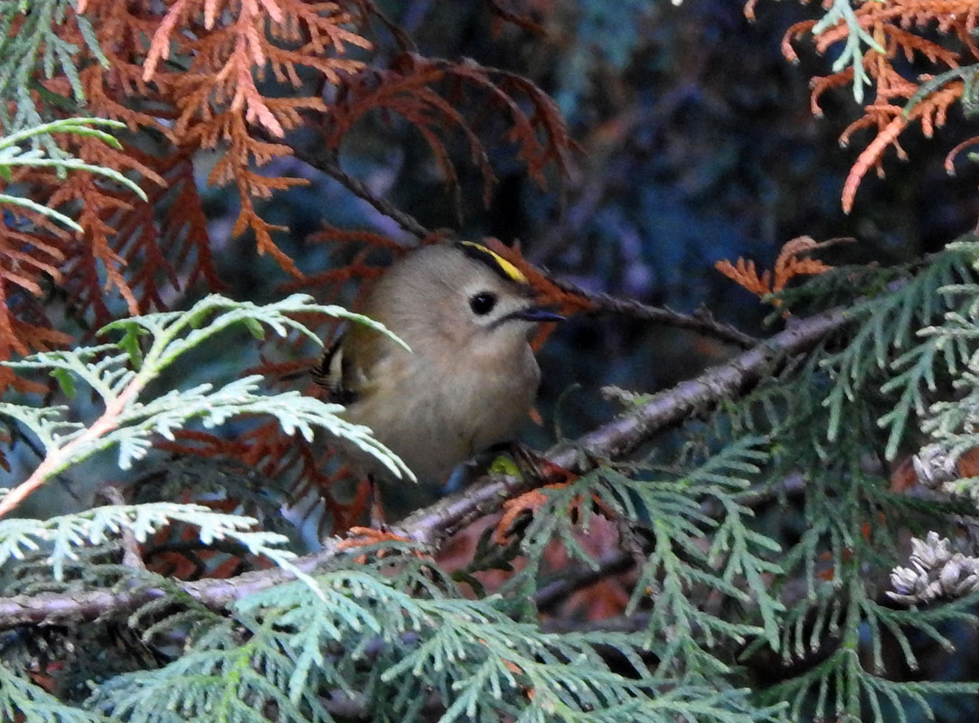 DSCN2540  21.10. mysikrólik