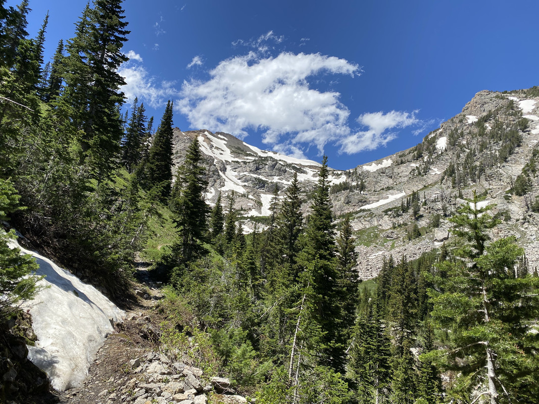 Canyon view with trees and snow