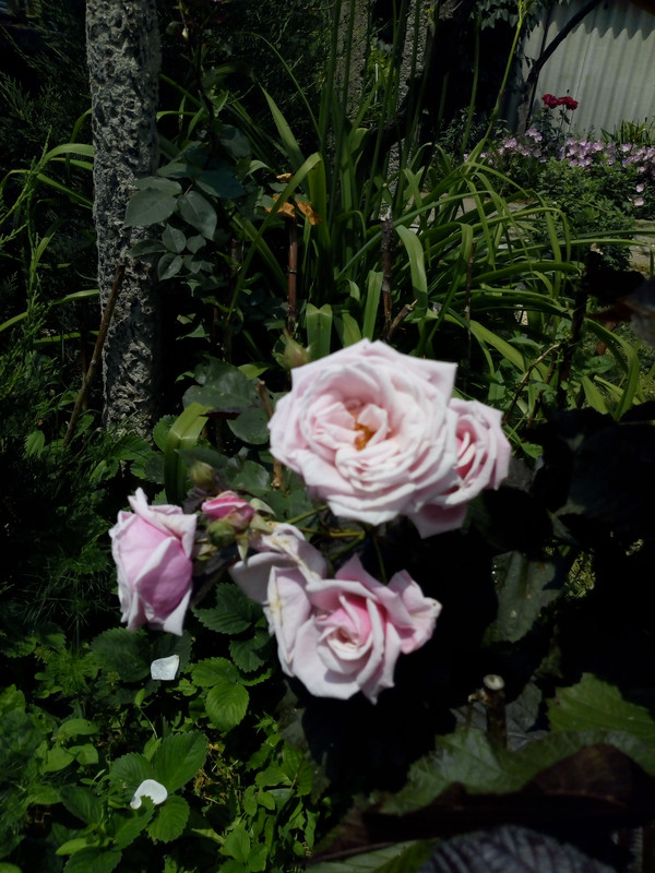 IMG_20190602_130303631