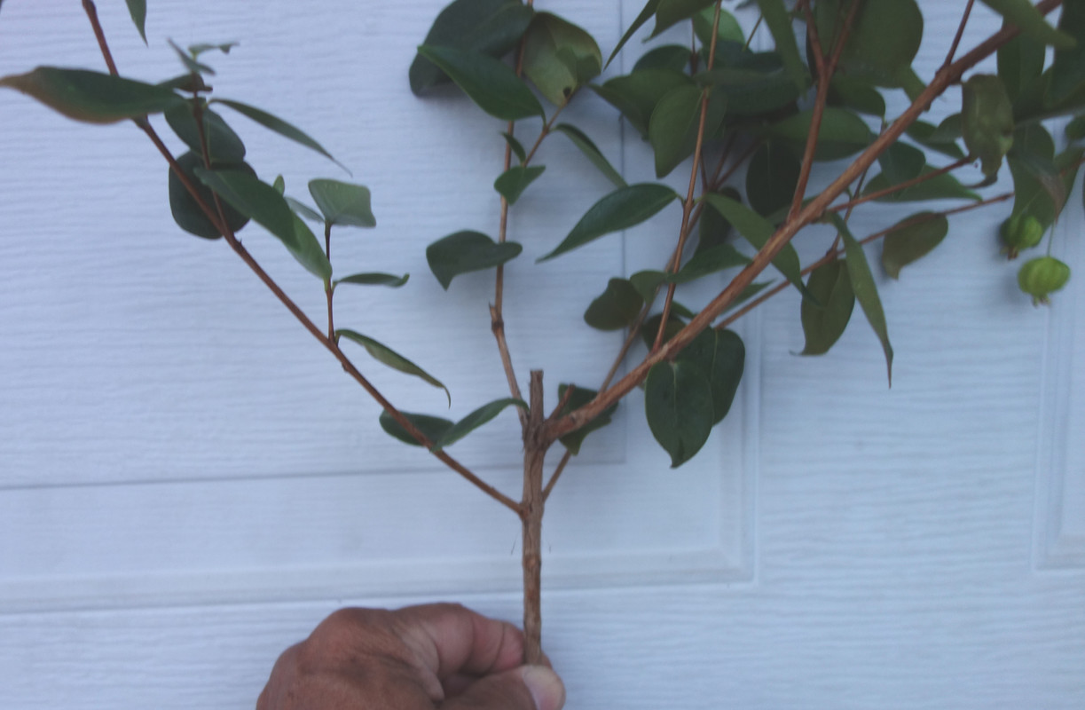 Spira-Surinam Scions (6-21-25)-pic5