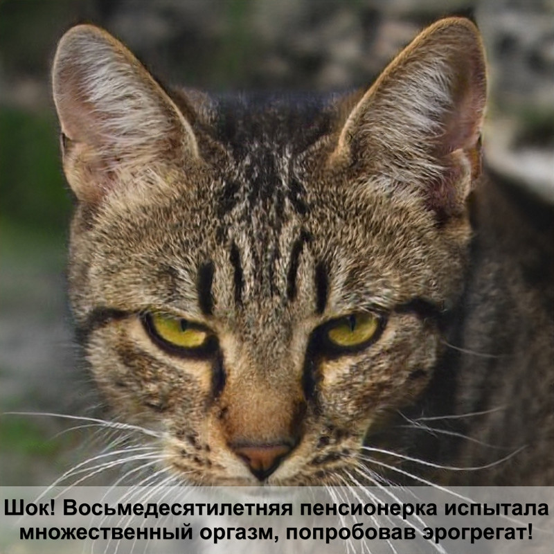 кошка как леопард