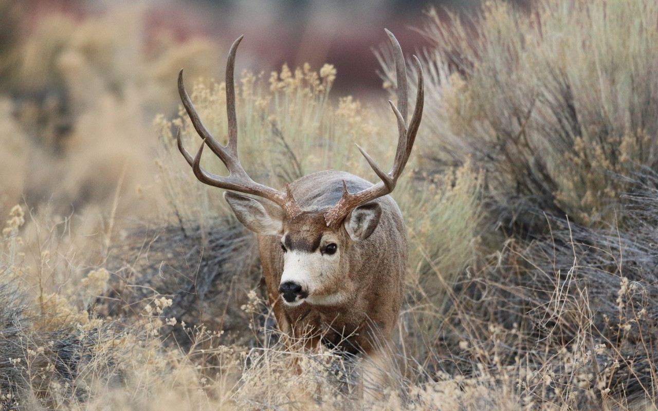Mule Deer Rack Over Time - 24hourcampfire