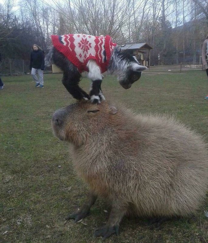 BPGoatinacoat0ab39089ce-i5e6sjqy1s7f1-jpeg-700.jpg