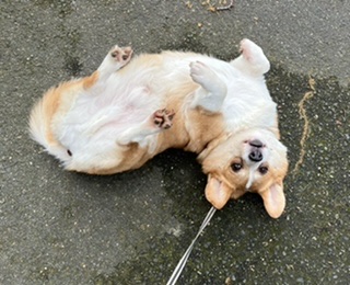 [Image: 29-A88411-5-D42-4-FFA-BDE2-D1-F456-D6-F569.jpg]