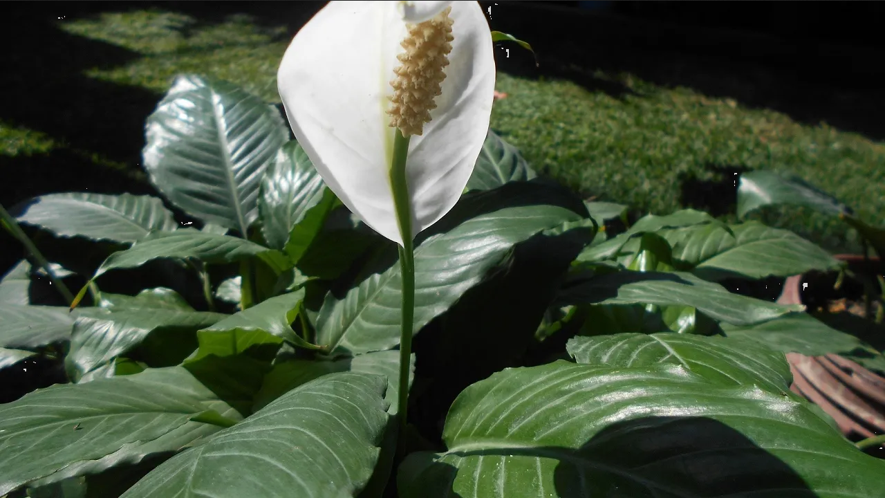 ¿Qué pasa si aplicas papel de baño a tu Cuna de Moisés? ¡Descúbrelo!