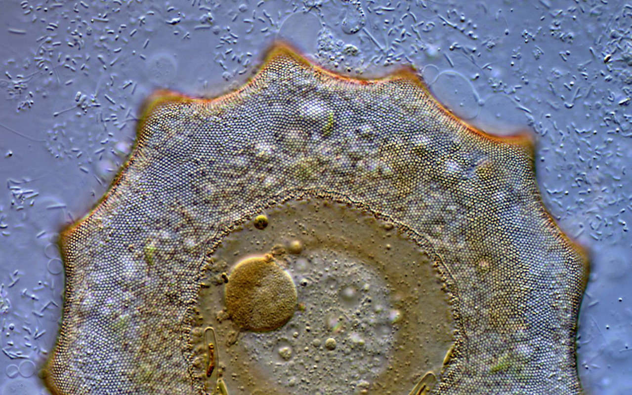 Arcella 21 dentata Gezähntes Uhrglastier Schale 6-Eck-Muster DIK 100-Z7