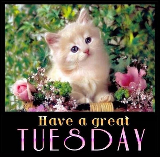 TUESDAY-mardi-8