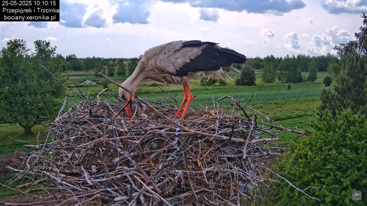 25052025bociany16