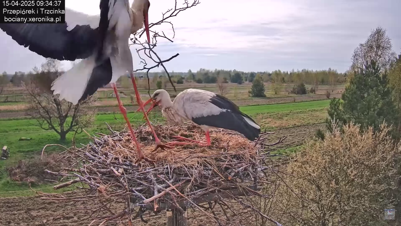 Bociany w Trzcińcu Rozbudowa gniazda 15042025_0