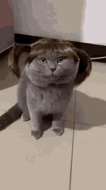 cat-wig