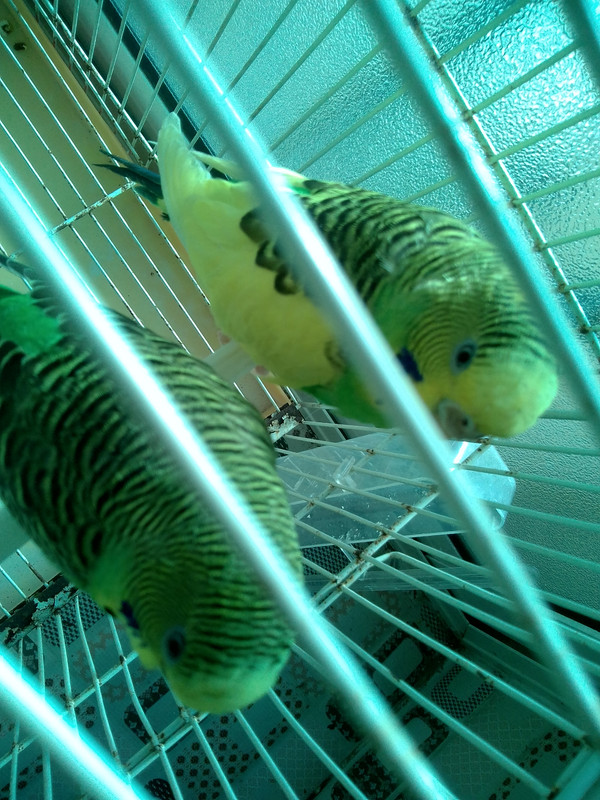 صورة