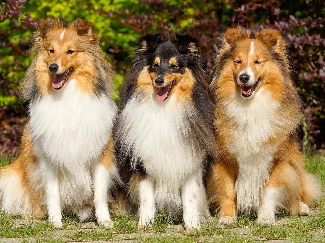 ¿Qué mascota va mejor con la personalidad de cada signo del zodiaco?