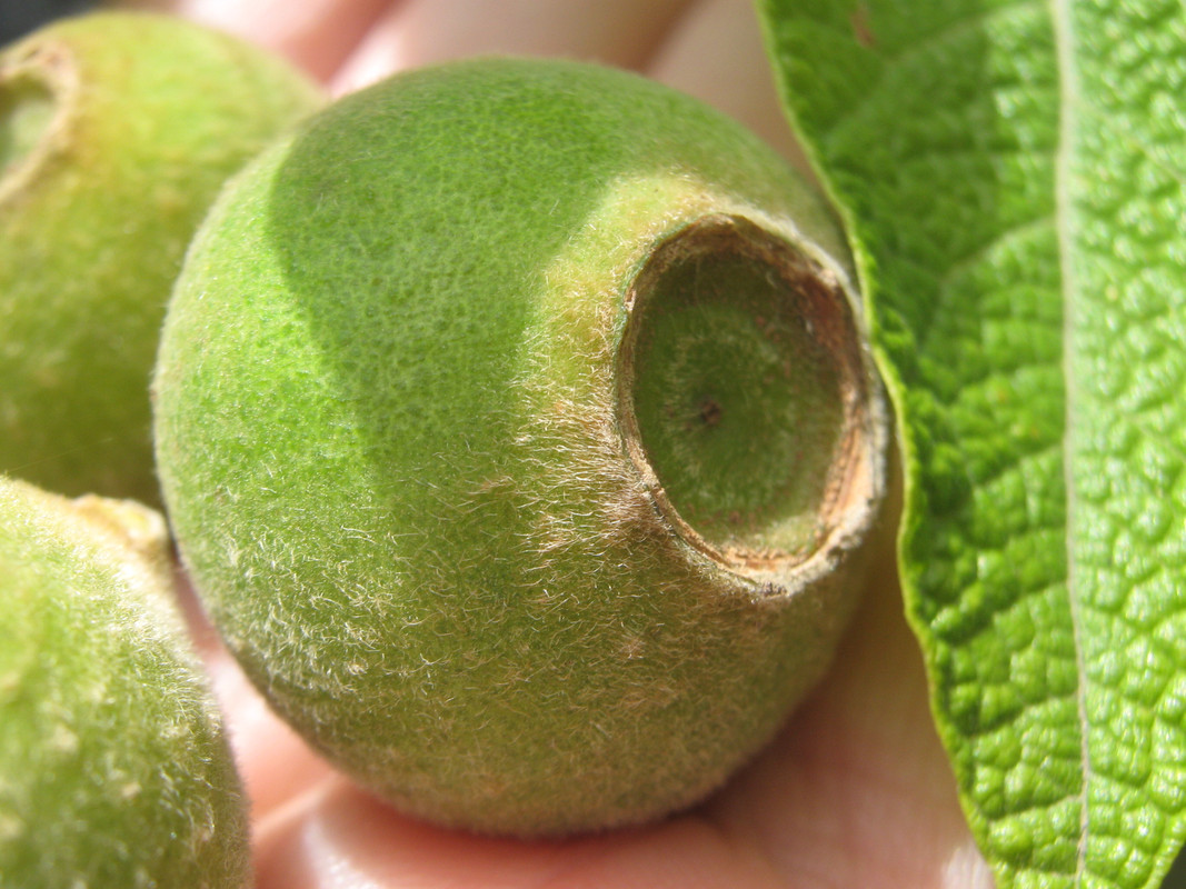 sete_capotes_--campomenesia_guazumifolia--huerta