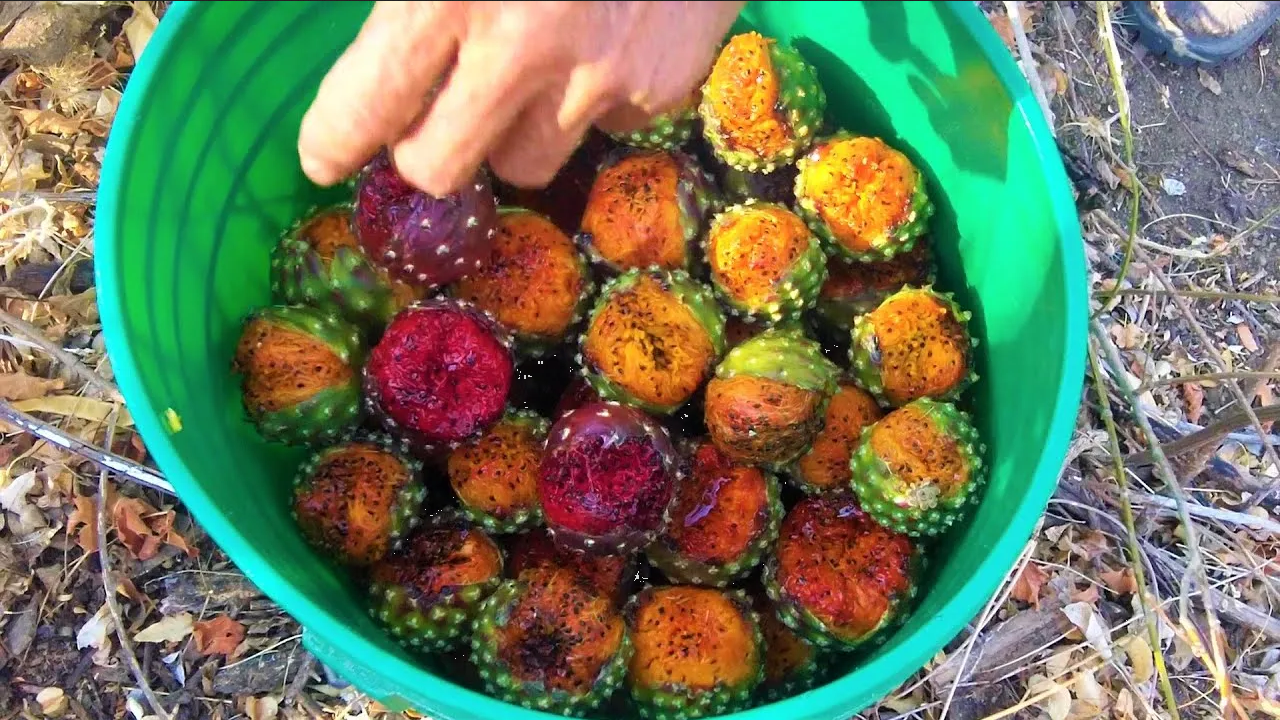 ¿Cuáles son los beneficios de la pitaya para la salud?