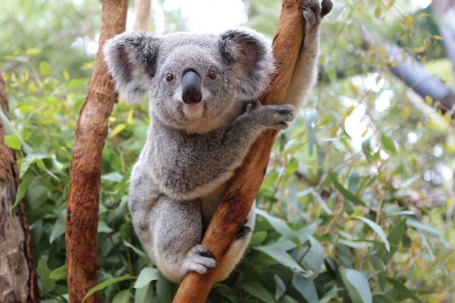 Коала