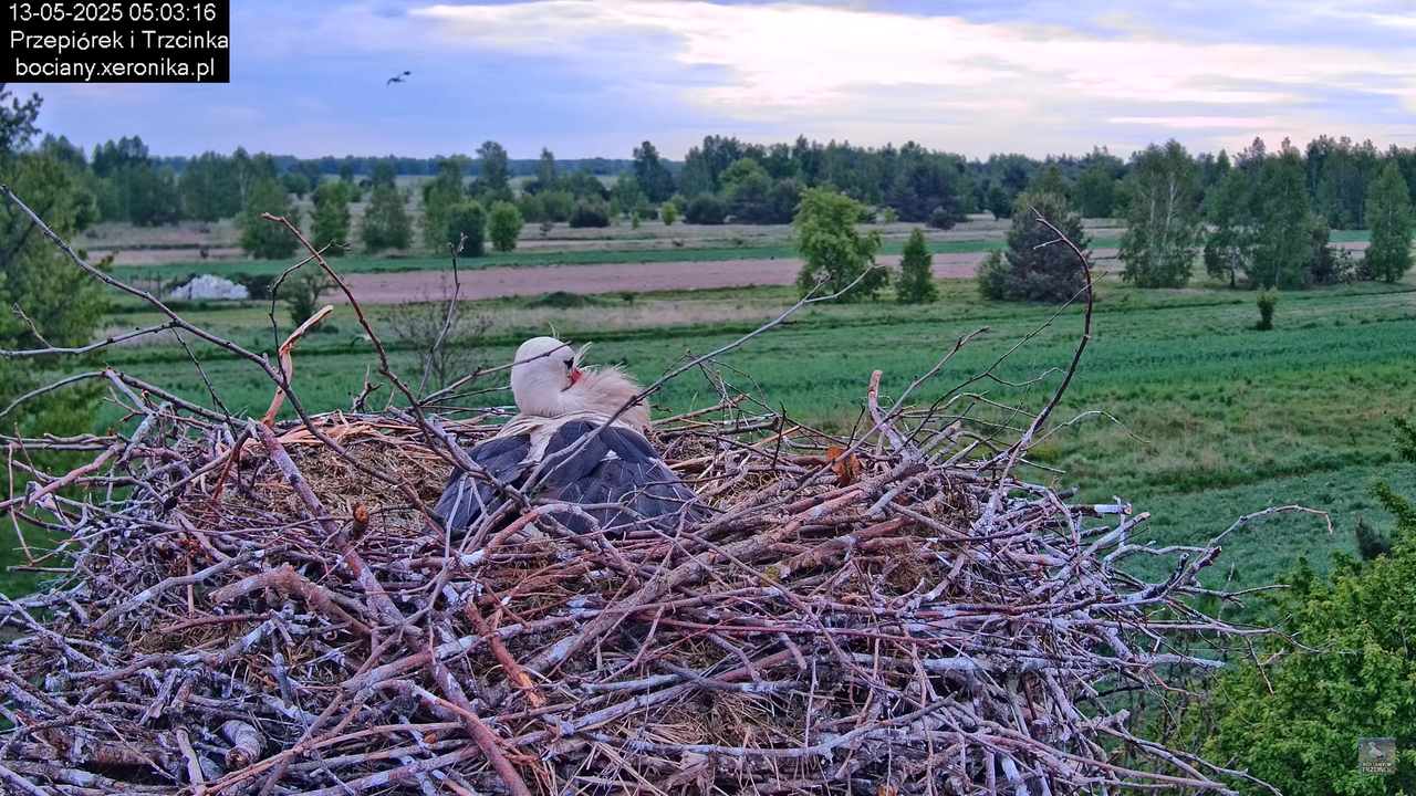 13052025bociany2