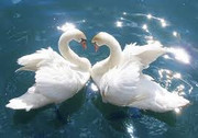 Swans Swans