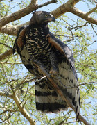 5 Francos Burundi 2014 800px-Crowned-eagle-African-crowned-eagle-crowned-hawk-eagle
