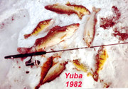 [Image: YUBA-WALLEYES-PERCH.jpg]