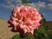 9.1.it appears Rosy has changed I