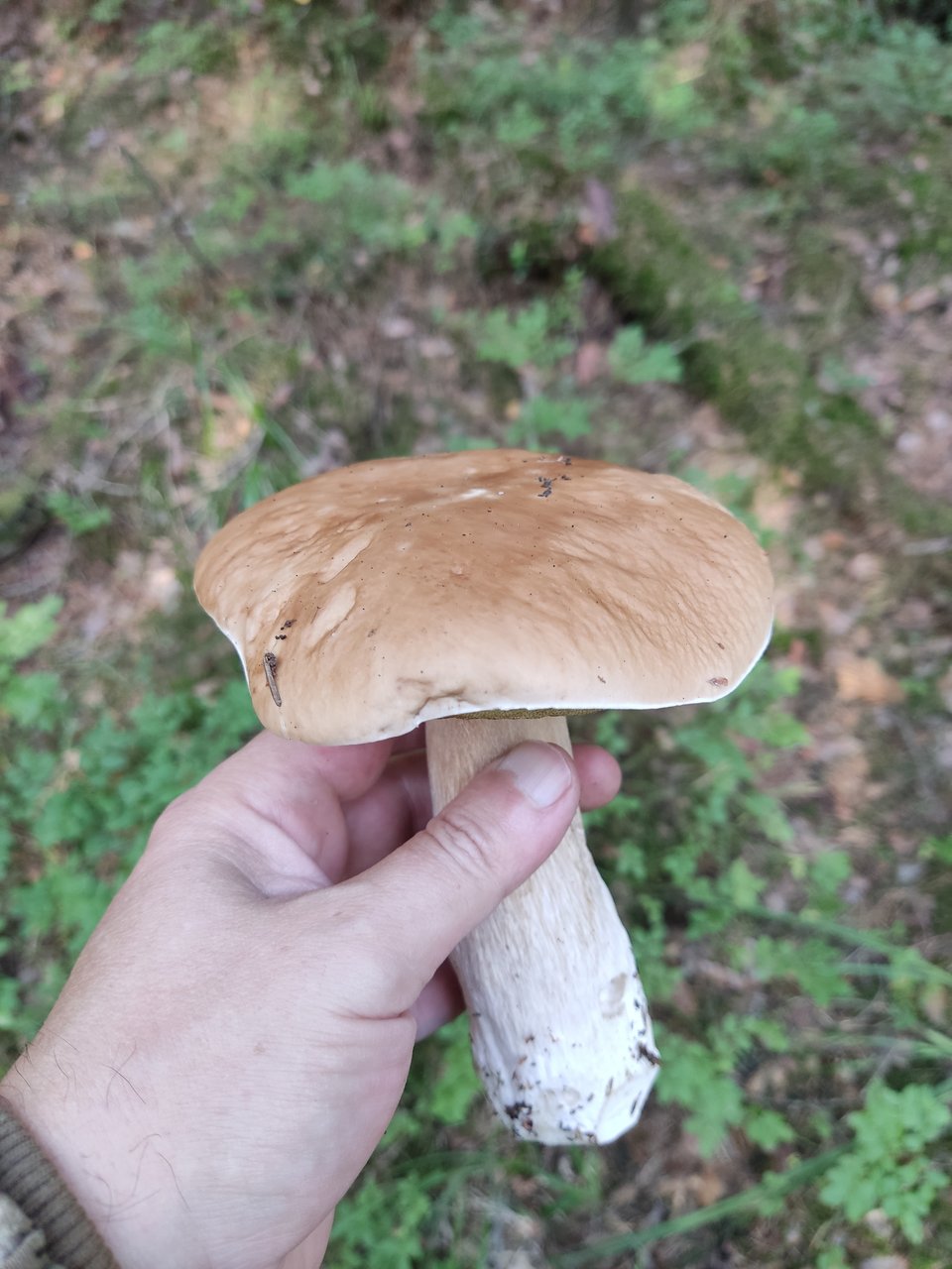 Img 20240723 083036 Postimages