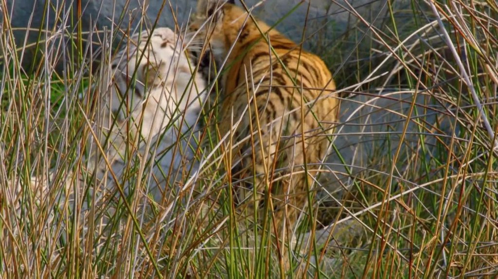 [Image: uwaj3r8ave08.jpg]