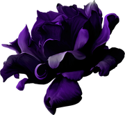 MVDLavender-Love-013