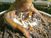 Separata margotta da un Bonsai di acero palmato IMG_20180921_111714