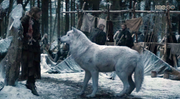 Direwolf