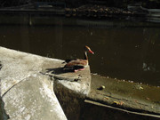 45.4.daylight bystanders IV