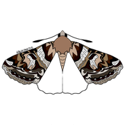 moths3